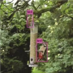 鳥類學研究-鳥情