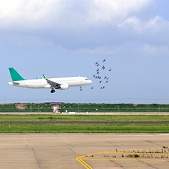 機場治鳥防鳥-鳥情