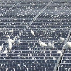 光伏電站-鳥情